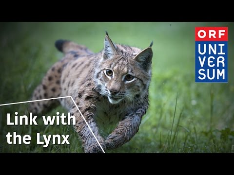 Link with the Lynx - The Secrets of Nature