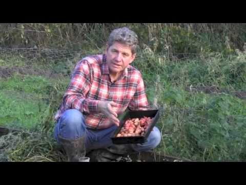 GROWING OCA - SOUTH AMERICAN EDIBLE TUBER