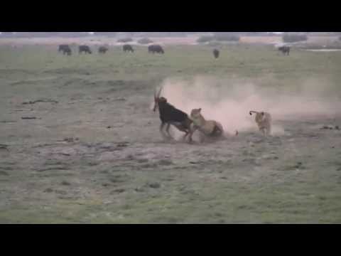 Lions Attacks Antelope near tourist woman car in Lion Park, Johannesburg, South Africa 2012