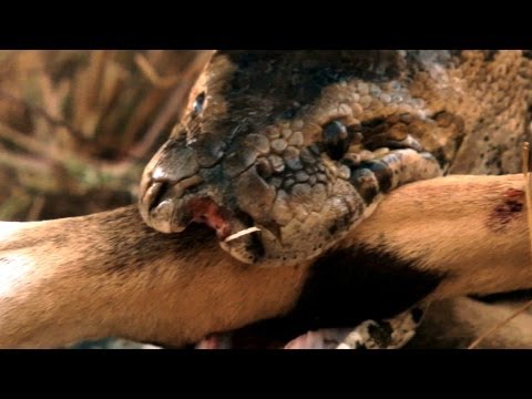 World's Deadliest - Python Eats Antelope