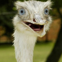 Ostrich Shock