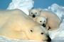 A Polar bear cub in the Arctic National Wildlife Refuge.