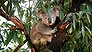 Koalas located using heat seeking drones (Video Thumbnail)