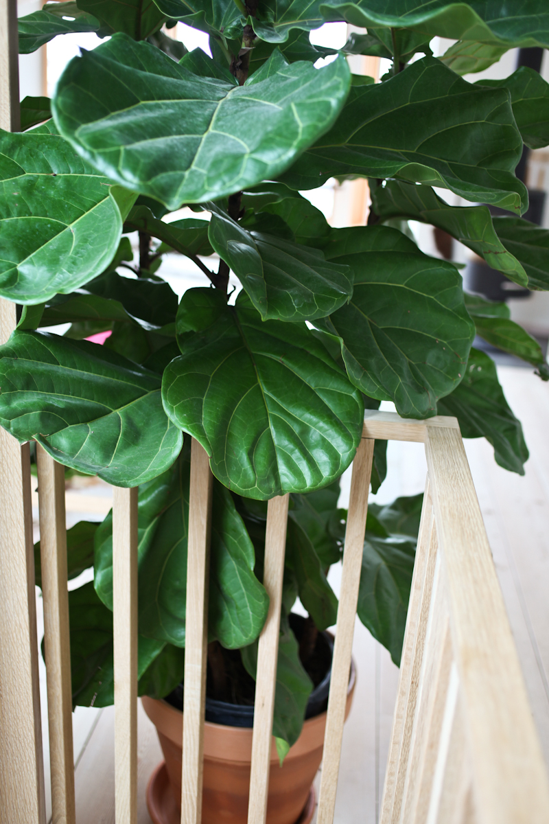 Fiddle_Leaf_Fig_Ficus-4