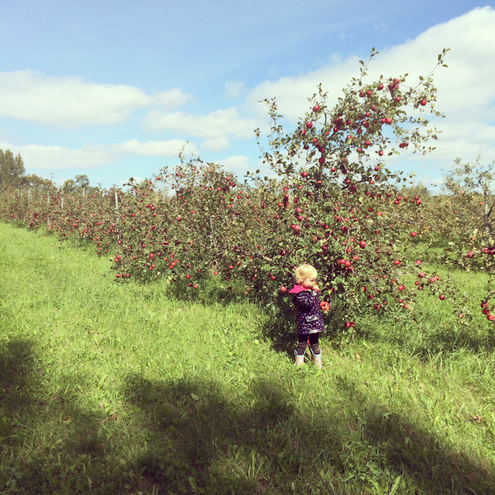 apple_picking-5