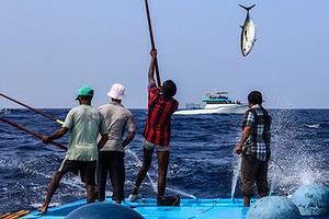 Fisherman Mohamed Moosa uses the traditional pole-and-line method to catch tuna in his Maldives fishing grounds.