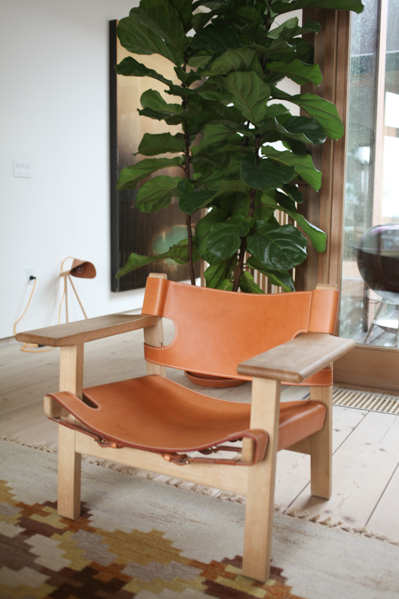 Fiddle_Leaf_Fig_Ficus-2