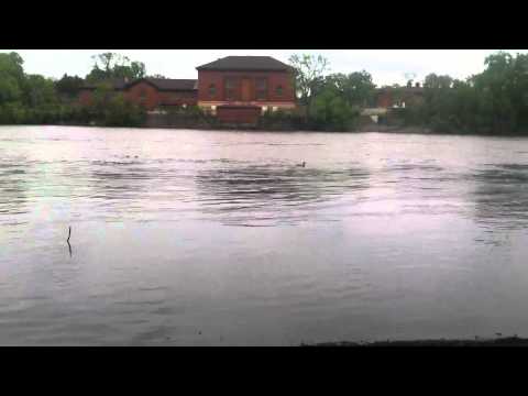 Duck swimming w/fast Mississippi current