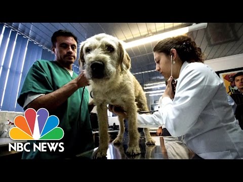 A Brave Dog's Adventure Through Ecuador | NBC News