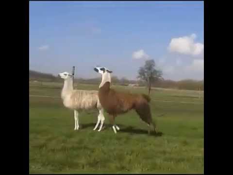 Lama - Party Up