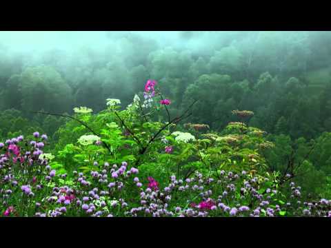 Rain Sounds with Tibetan Singing Bowls and Birds chirping [ Sleep Music ]