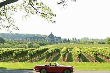 Niagara vineyard.