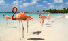 Save Big on Aruba Vacation Packages