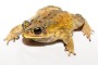 Asian black-spined Toad. The colder climate version of the cane toad.