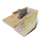 Mouse In A Box