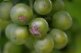 Wine grapes.