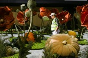 SMH NEWS ROYAL EASTER SHOW
Volunteer Grant Frank amongst the giant Poppys as the work continues to finish the Central District produce display at this years Royal Easter Show. 25th March 2015. 
Photo Dallas Kilponen