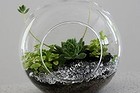 Make your own arid terrarium by following the steps below.