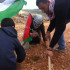 Olive tree and flag planting at Land Day protes, Wadi Fukin