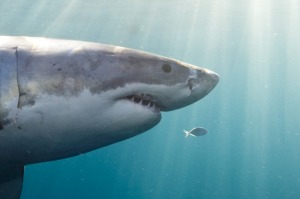 Great White Shark
Credit: Getty Images