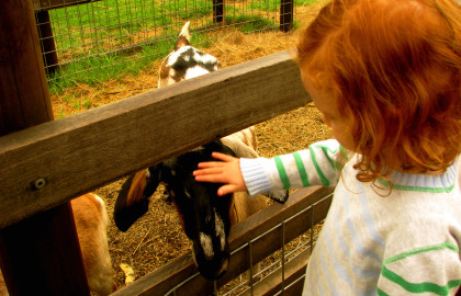 Collingwood Children's Farm 