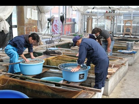 Sakai Fish Farm October 2014 - part 1 - ATB TV Japan tour