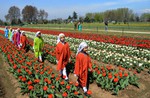 School students enjoys while  throwing open the Tulip Garden banks of Dal Lake in Srinagar India, Monday on 06, April 2015.