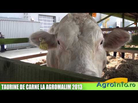 Taurine de carne la Agromalim 2013