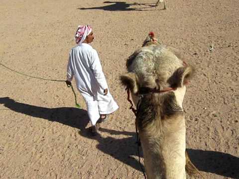 EGYPT - Sinai Peninsula - Camel Trip