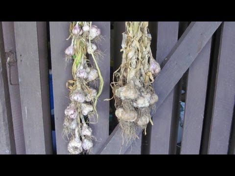 Planting out vernalised garlic... Tips for the subtropics & warmer areas..