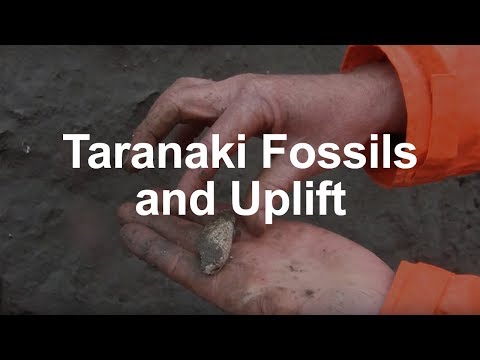 Fossils and tectonic uplift in Taranaki