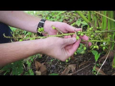 Frontier Co-op Organic Cardamom Sourcing in Guatemala