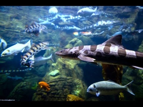 ♥♥ Relaxing 3 Hour Video of Ocean Fish