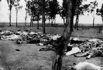 File - Armenians killed during the Armenian Genocide. Scenes like this were common all over the Armenian provinces, in the spring and summer months of 1915.