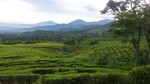 Tea Garden,Lembang, Indonesia