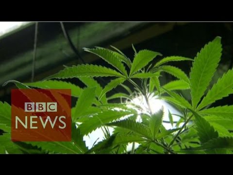 Could cannabis oil cure cancer? BBC News