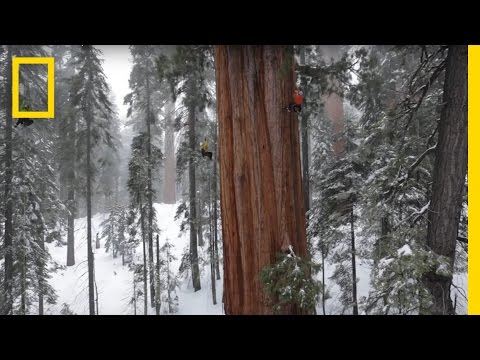 Magnificent Giant Tree: Sequoia in a Snowstorm