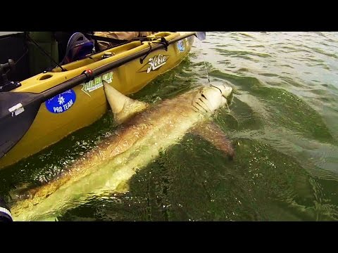 Kayak Fishing: BIG Sharks Offshore