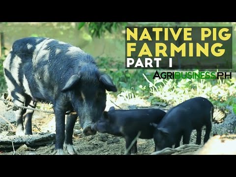 Native Pigs in the Philippines- Agribusiness Season 2 Episode 7 Part 1