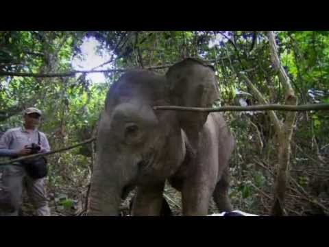 The Race to Save Borneo's Pygmy Elephant (Nature Documentary)