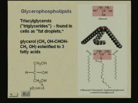 Lecture - 13 Lipids and Membranes 1