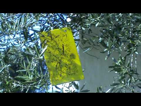 Life in the Olive Groves of Italy - the Olive Fruit Fly