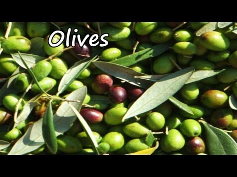 Olive Trees Bearing Fruit