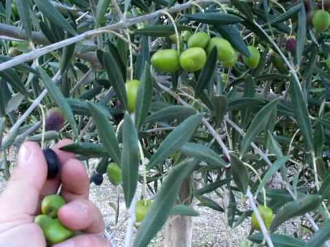 Olive Arbquina Fruit.mov