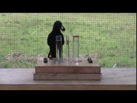 Causal understanding of water displacement by a crow