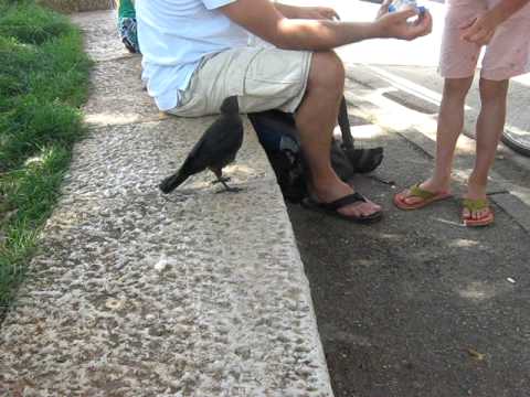 A Very Smart Bird - Thirsty crow comes to humans for help