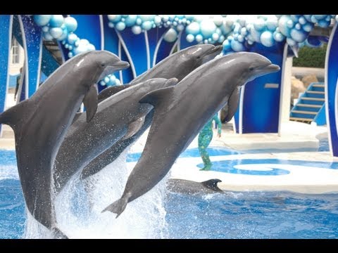 The Complete 2015 SeaWorld 