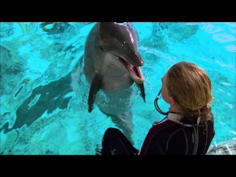 Super Smart Dolphin Answers Questions - Extraordinary Animals - Earth