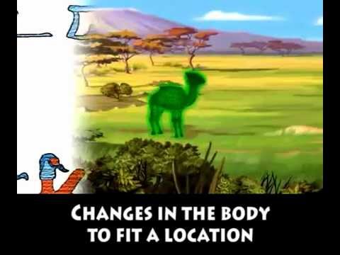 Camel Adaptation Song with Subtitles - Lyrics