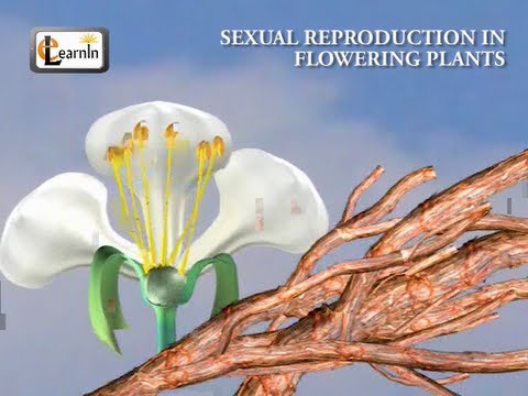 Sexual reproduction in flowering plants - Biology